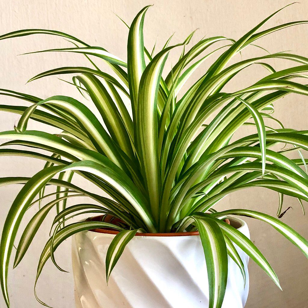 Spider Plant atau Lili Paris